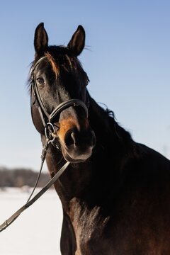 Dark brown horse in bridle on winter day