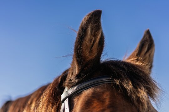 Close-up of horse ears with blue sky background