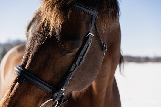 Brown horse with bridle in snowy field