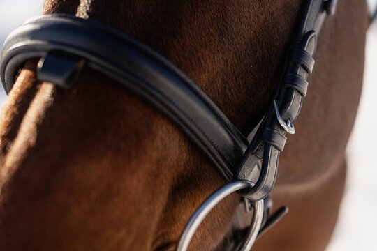 Close-up of horse bridle and leather tack
