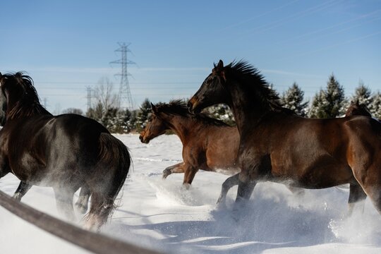 Horses running through snow in winter field