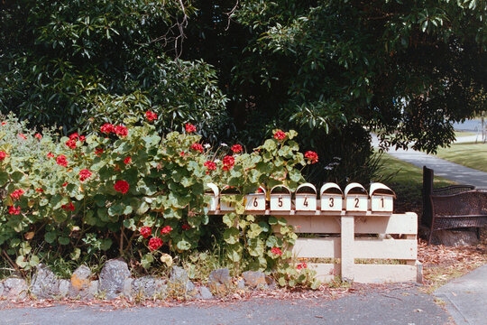 Mailboxes and Flowers Near a Road in a Residential Area