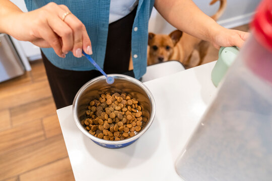 dog powder supplement