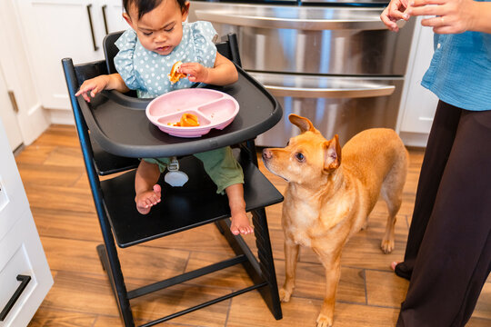 Child Sits in High Chair While Dog Watches in Kitchen