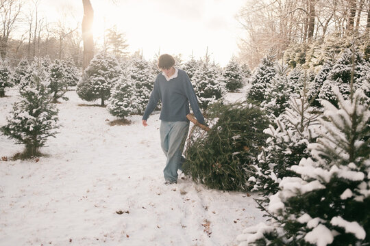 young man dragging a Christmas tree 