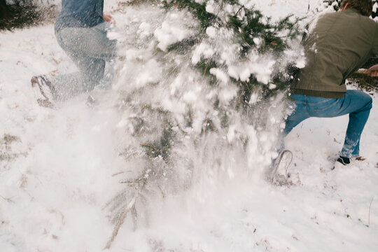 tree falling as young people cut down  a Christmas tree