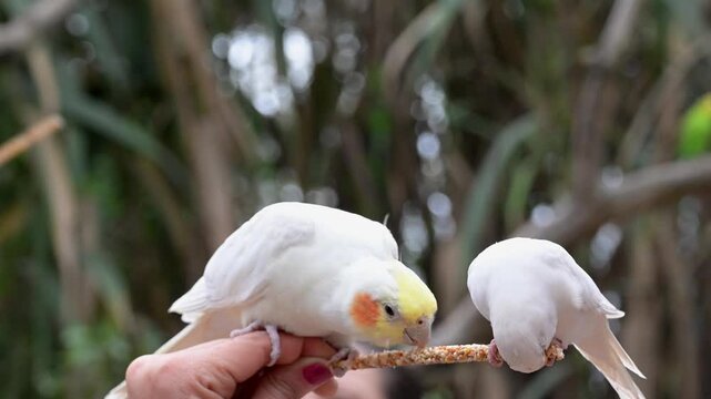 Close-up of a pair of white cockatiels eating from a seed stick