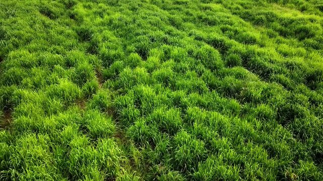 Carbon Neutral Beef from Sustainable Family Farming in the Amazon &ndash; Momba&ccedil;a Grass Pasture (panicum maximum)