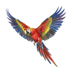 Fototapeta premium Dynamic Red and Blue Macaw Parrot Flying with Wide Open Wings a Vivid Tropical Bird Illustration