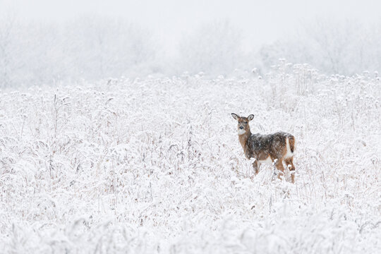 Deer in a Snowstorm