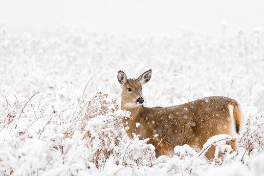 Deer in the Snow