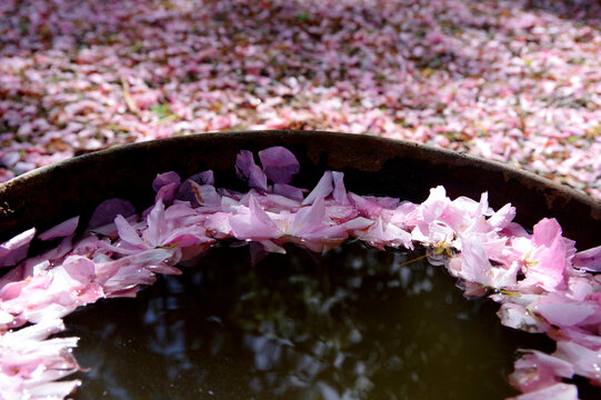 Cropped Cherry Blossom Petals in a Flowerpot full of Rain Water. 