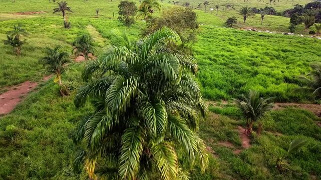 Carbon Neutral Beef from Sustainable Family Farming in the Amazon &ndash; Momba&ccedil;a Grass Pasture (panicum maximum)