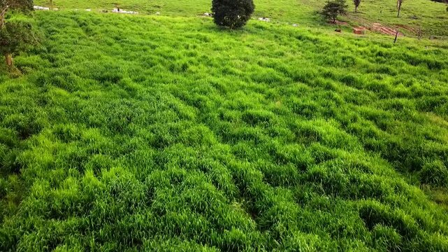 Carbon Neutral Beef from Sustainable Family Farming in the Amazon &ndash; Momba&ccedil;a Grass Pasture (Panicum maximum) 
