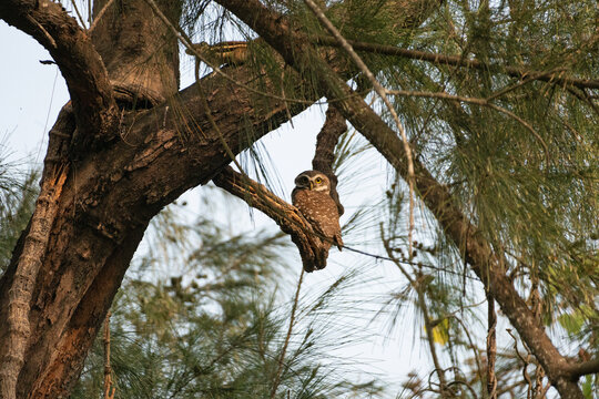 Spotted Owlet (Athene brama), a small, common owl 