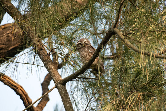 Spotted Owlet (Athene brama), a small, common owl 