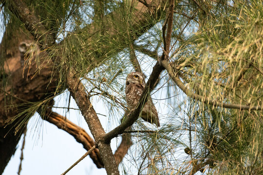 Spotted Owlet (Athene brama), a small, common owl 