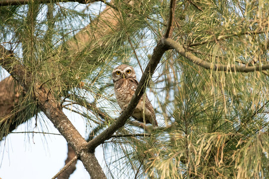 Spotted Owlet (Athene brama), a small, common owl 