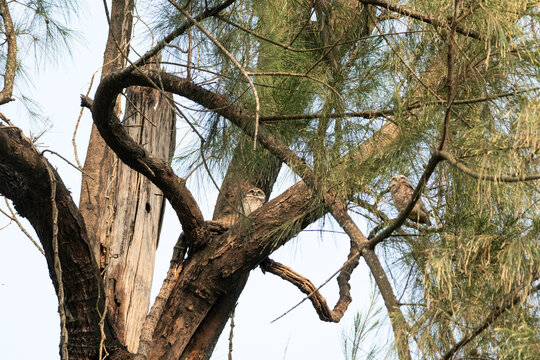 Spotted Owlet (Athene brama), a small, common owl 