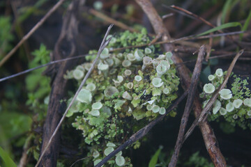 Fototapeta premium Tiny green lichen cups blooming on old wood in a damp forest.