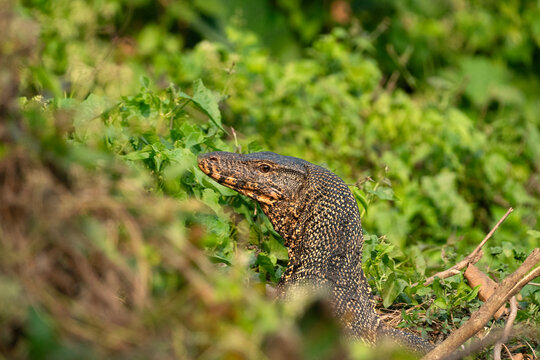 An Asian water monitor (Varanus salvator).