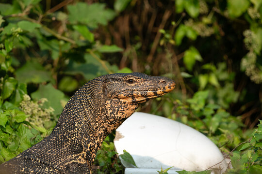 An Asian water monitor (Varanus salvator).