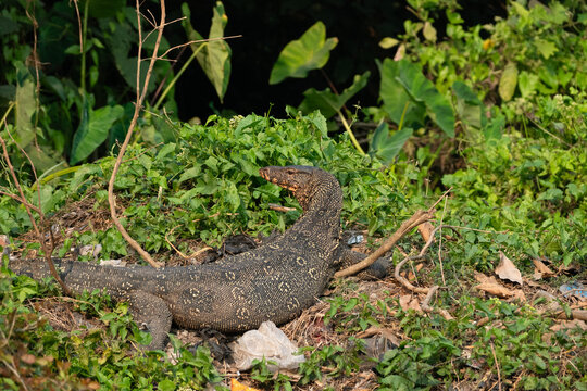 An Asian water monitor (Varanus salvator).