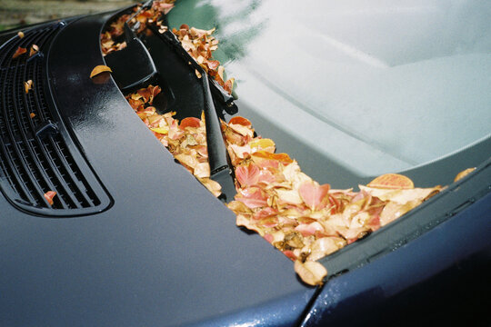 Autumn leaves under wiper
