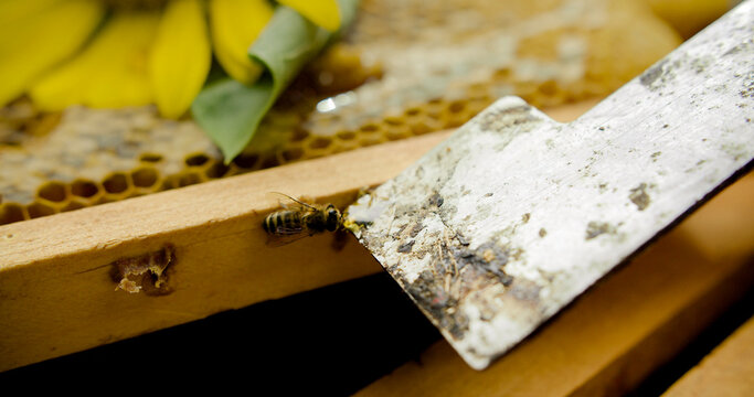 Feeding Bee Honey from a Hive Tool