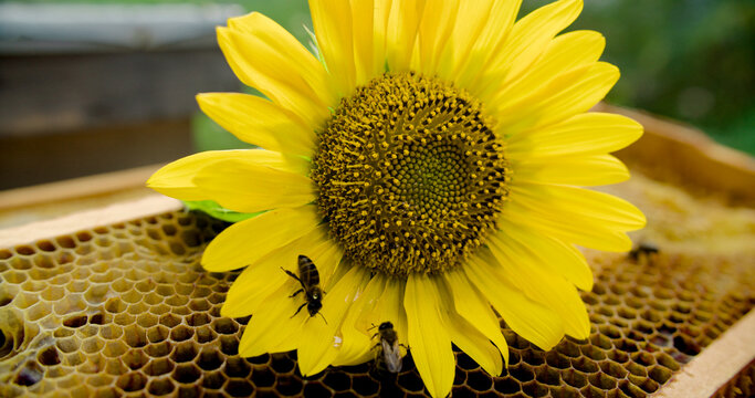 Bee on Sunflower Petals