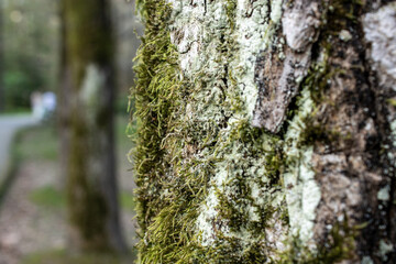Obraz premium Close-up view of lichen and green moss growing on tree bark. Detailed natural texture with shallow depth of field, suitable for ecology, environment, sustainability, forest background