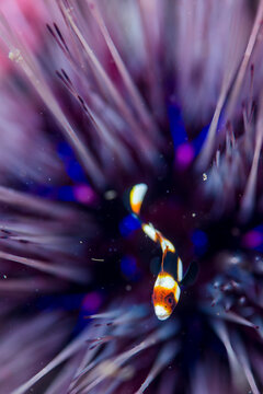 Painted sweetlips