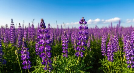 Fototapeta premium Field of Purple Lupine Flowers Under a Blue Sky.