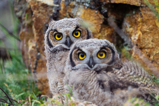 Pair of owls alert and looking for danger