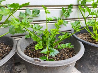 resh Green Celery Plants Growing in Plastic Pots, Home Gardening for Organic Vegetable Production, Healthy Lifestyle and Sustainable Food Source Concept, Urban Farming