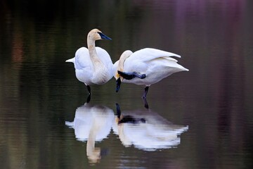Fototapeta premium Trumpeter swan scratches its head.