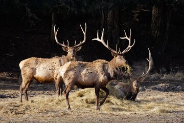 Farm elk eating hay.