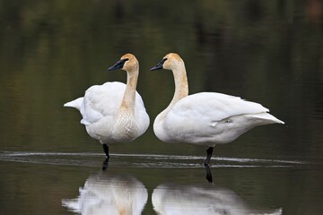  Pair of swans in calm water. © Gregory Johnston