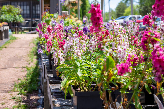 Rows of Angelonia angustifolia (Summer Snapdragon) at a Waukesha County, Wisconsin nursery in June. Colorful upright blooms lining a garden path.