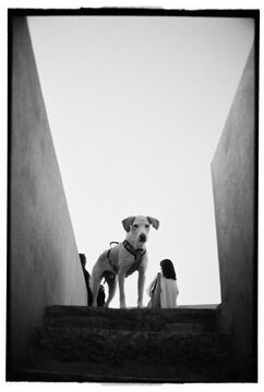 Dog on Stone Stairway &ndash; Shot on Film