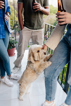 Friends petting dog on terrace