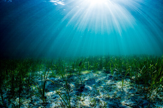 Seaweed