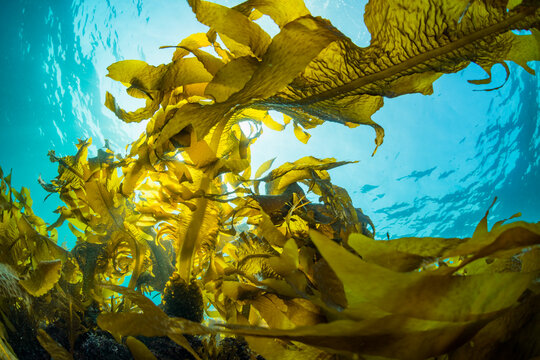 Seaweed