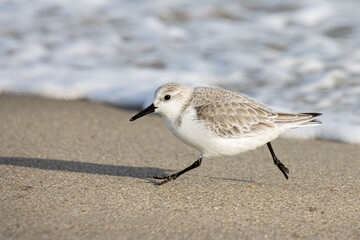 Obraz premium sanderling running along the tide line