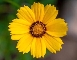 Vivid yellow daisy flower, centered, with brown center & vibrant petals against blurry green background