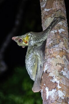 Nocturnal Bornean Colugo (Galeopterus borneanus) commonly called a Colugo or a Sunda Flying Lemur, Kinabatangan River, Sabah, Borneo, Malaysia