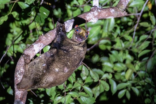 Nocturnal Bornean Colugo (Galeopterus borneanus) commonly called a Colugo or a Sunda Flying Lemur, Kinabatangan River, Sabah, Borneo, Malaysia