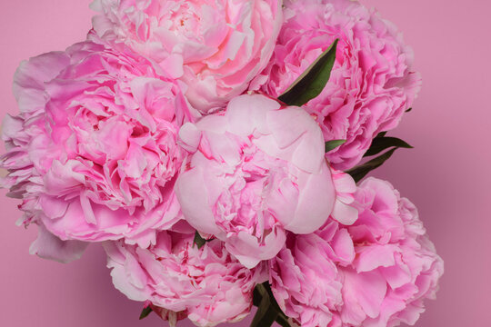 Pink flowers blooming