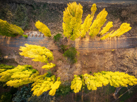 Golden poplar trees and leaves below in full Autumn color 