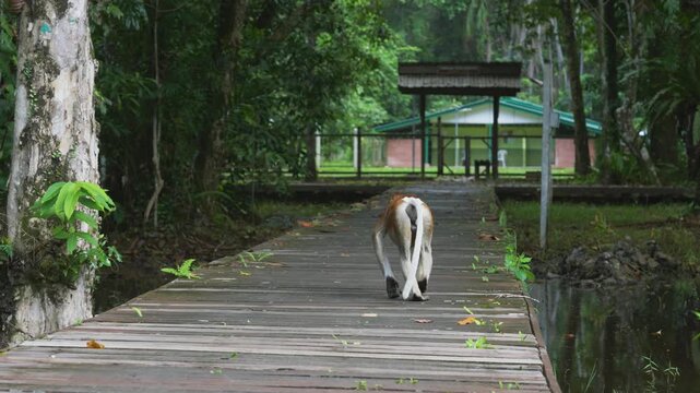 Wildlife footage showing a proboscis monkey walking calmly along a wooden footbridge inside Bako National Park in Borneo, Malaysia.